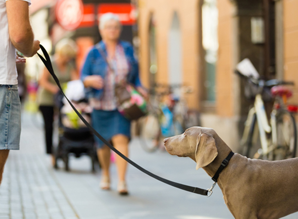 Hund an Leine
